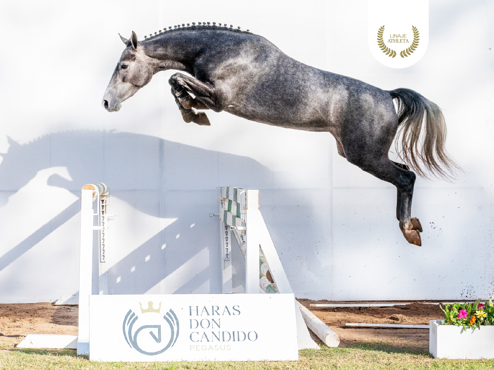 Pegasus Aicega